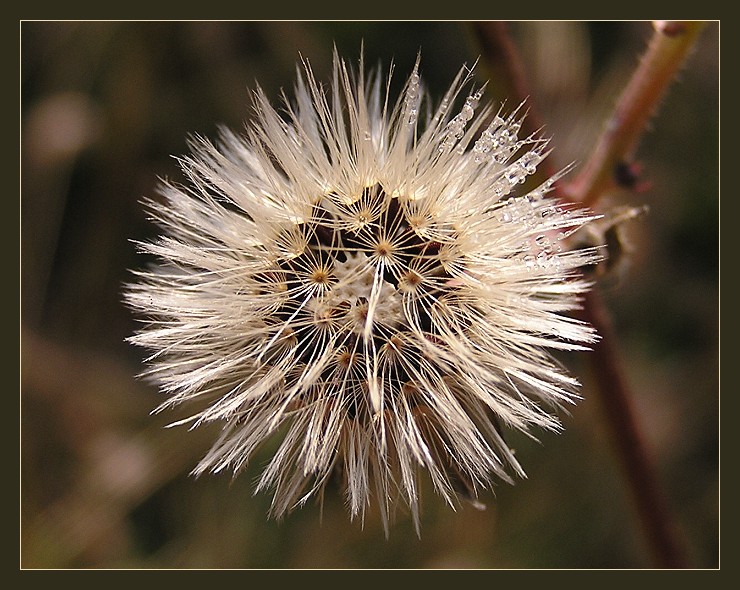 Stachlig-weich