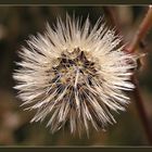 Stachlig-weich