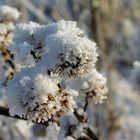 stachlige Angelegenheit im Schnne