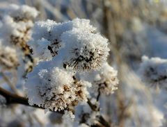 stachlige Angelegenheit im Schnne