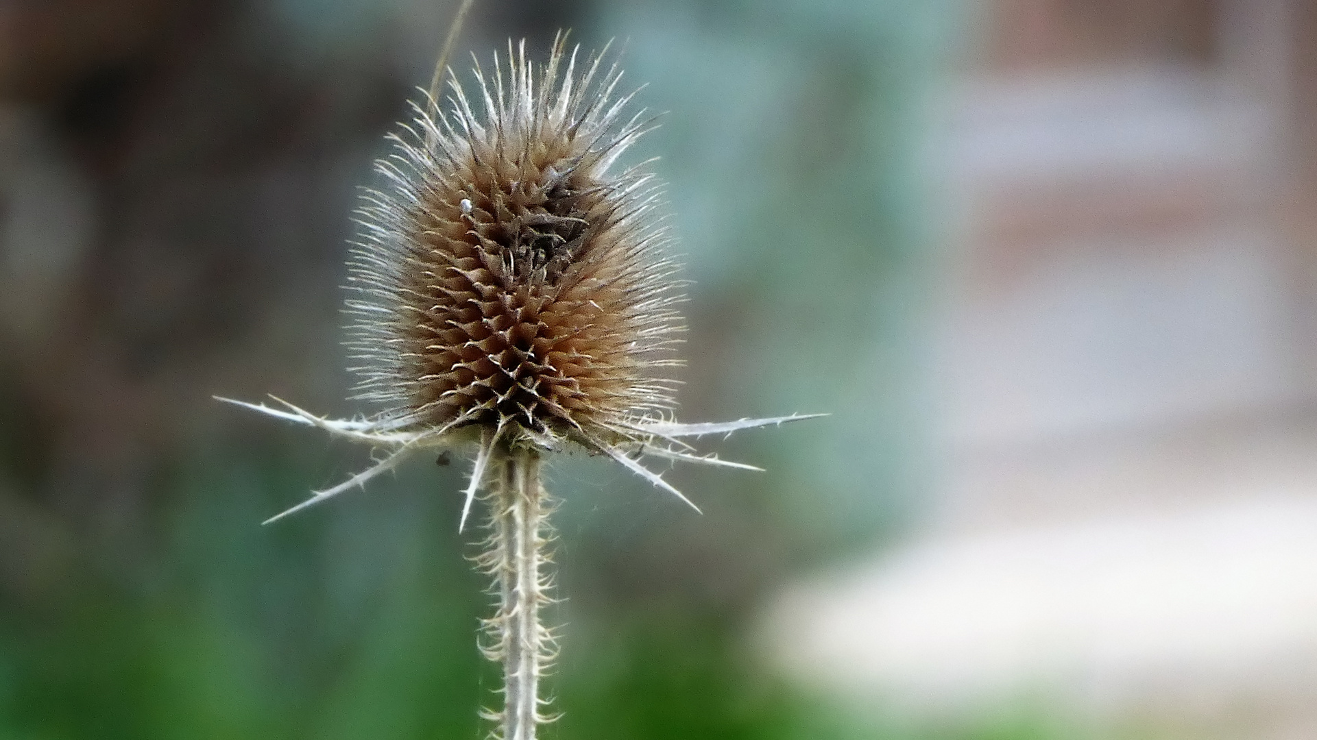 Stachlige Schönheit