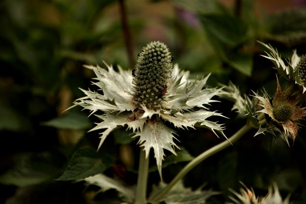 stachlige Schönheit