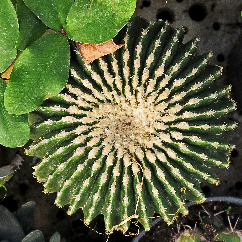 Stachlige Schönheit   /   bellezza spinosa   (2)