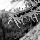 Stachlige Schönheit | Götzenhain | Germany | 2024