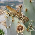 Stachliger Hüpfer