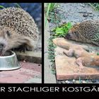 STACHLIGER KOSTGÄNGER