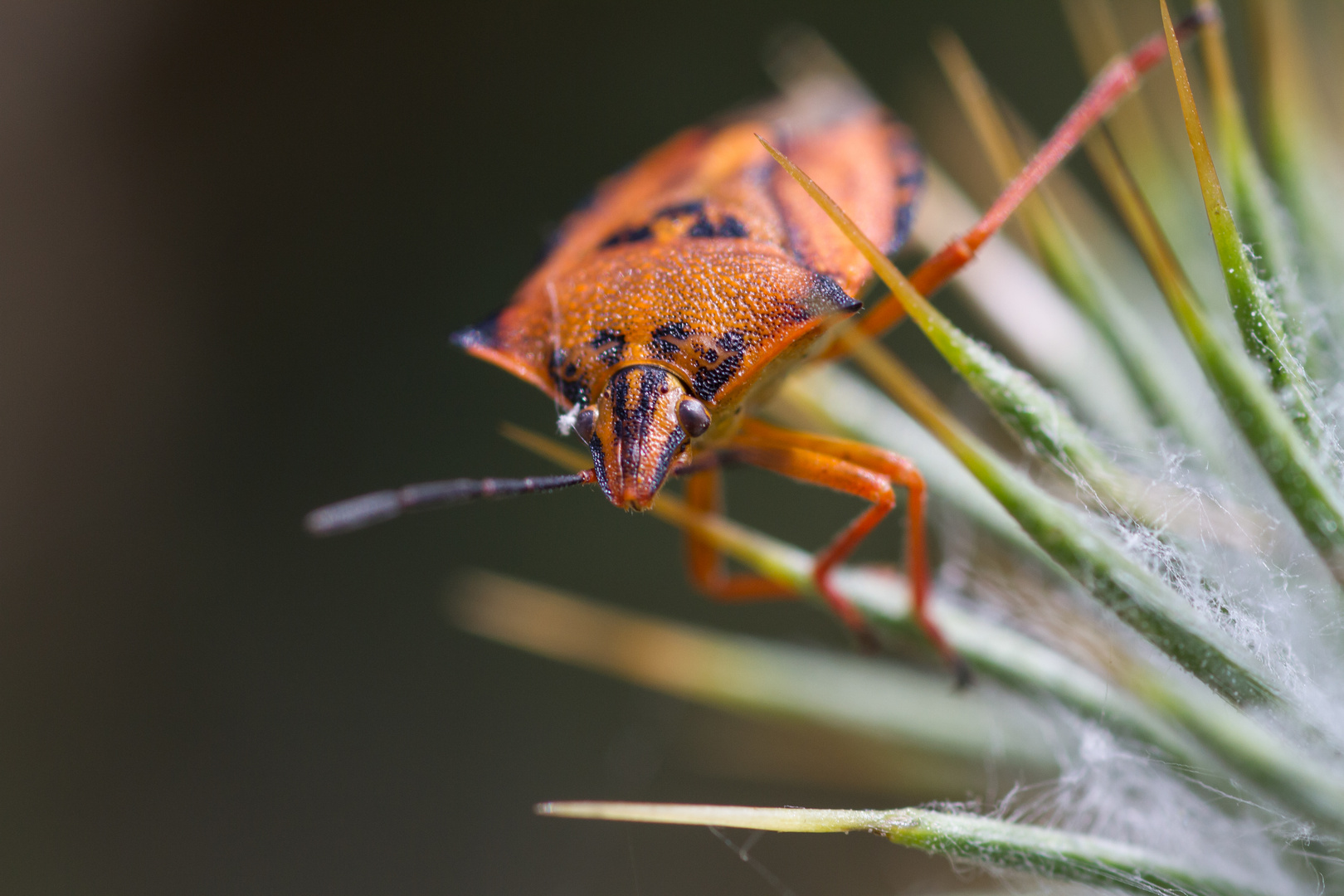 Stachliger Lebensraum