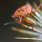 Stachliger Lebensraum