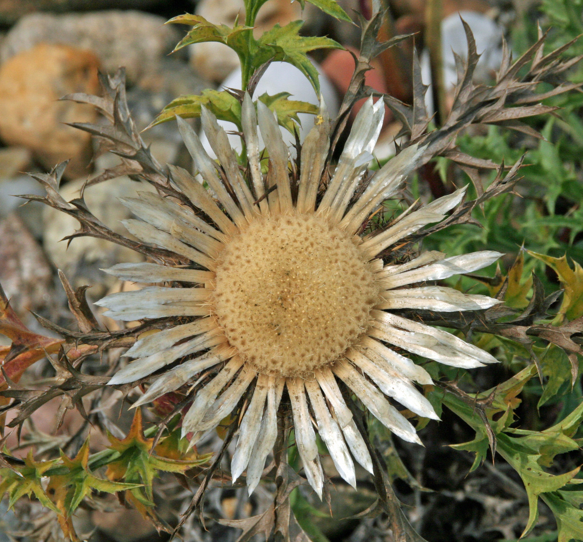 Stachliges Mittwochsblümchen