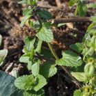 Stachys arvensis