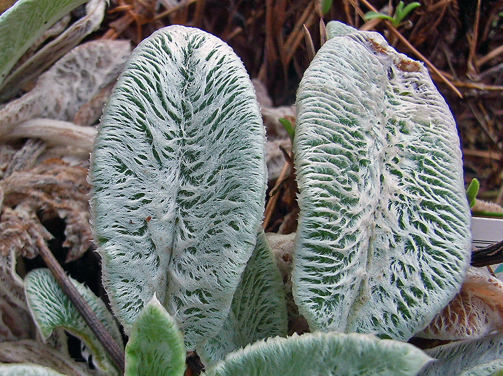 Stachys byzantina - Silberwollzist am 29. 01. 08 im Winter