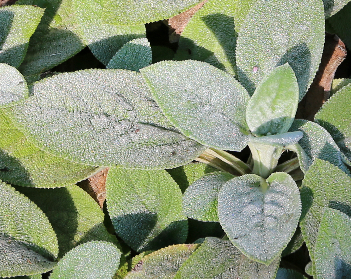 Stachys byzantina 'Silver Carpet' Eselsohr