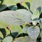 Stachys byzantina 'Silver Carpet' Eselsohr