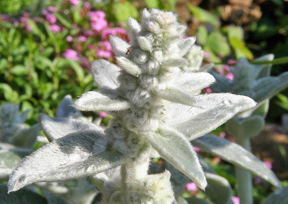 Stachys byzantina - Woll-ziest oder auch Eselsohr ist schon vor der Blüte fotogen