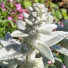 Stachys byzantina - Woll-ziest oder auch Eselsohr ist schon vor der Blüte fotogen