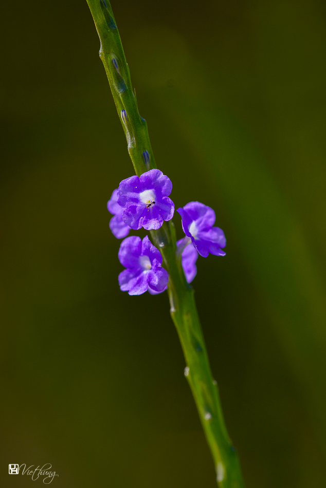 Stachytarphera