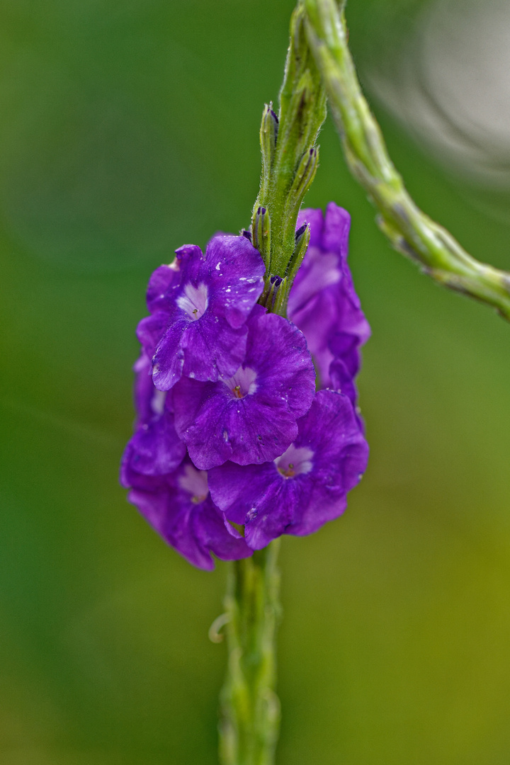 Stachytarpheta jamaicensis