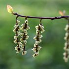 Stachyurus praecox