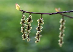 Stachyurus praecox