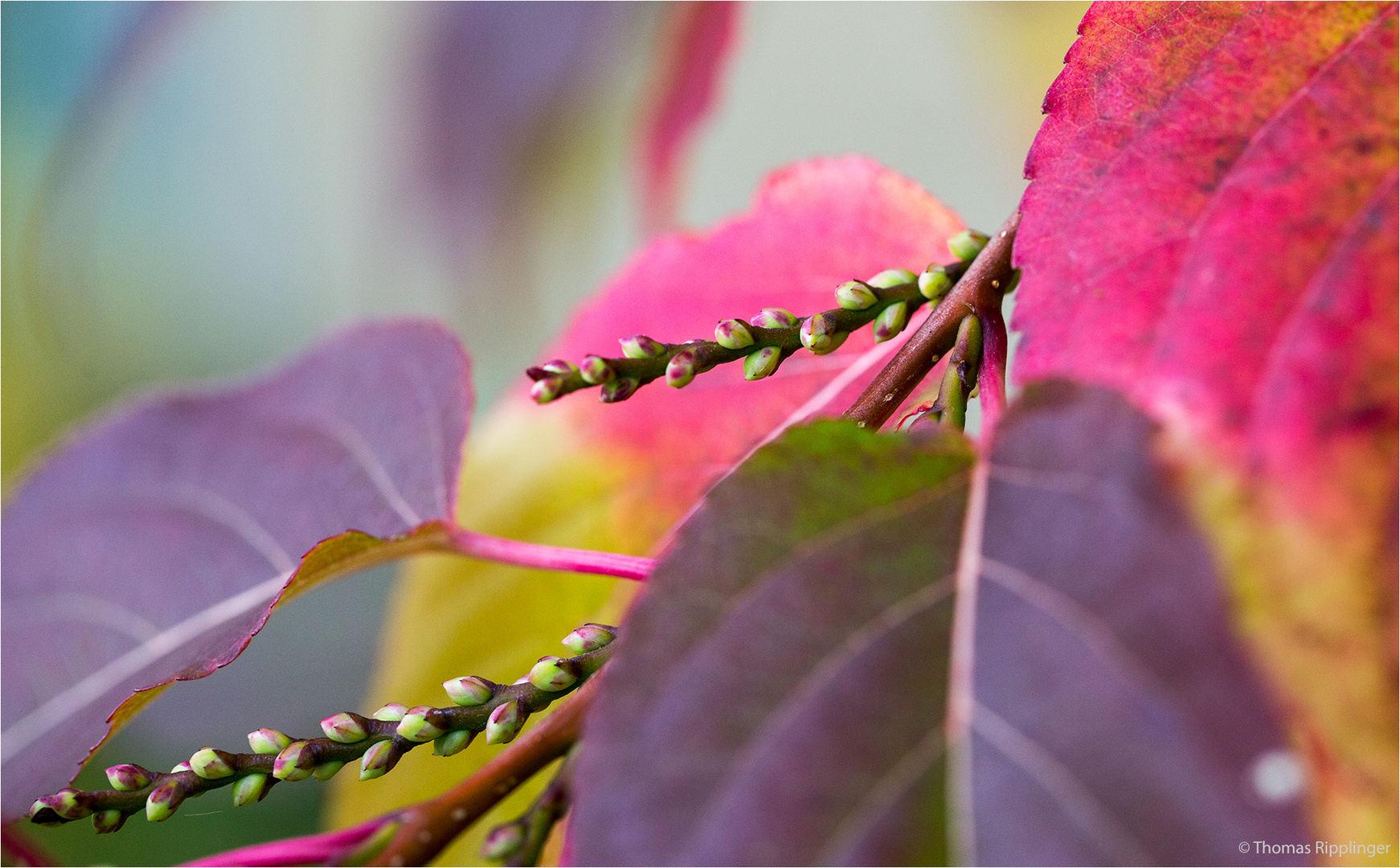 Stachyurus praecox.