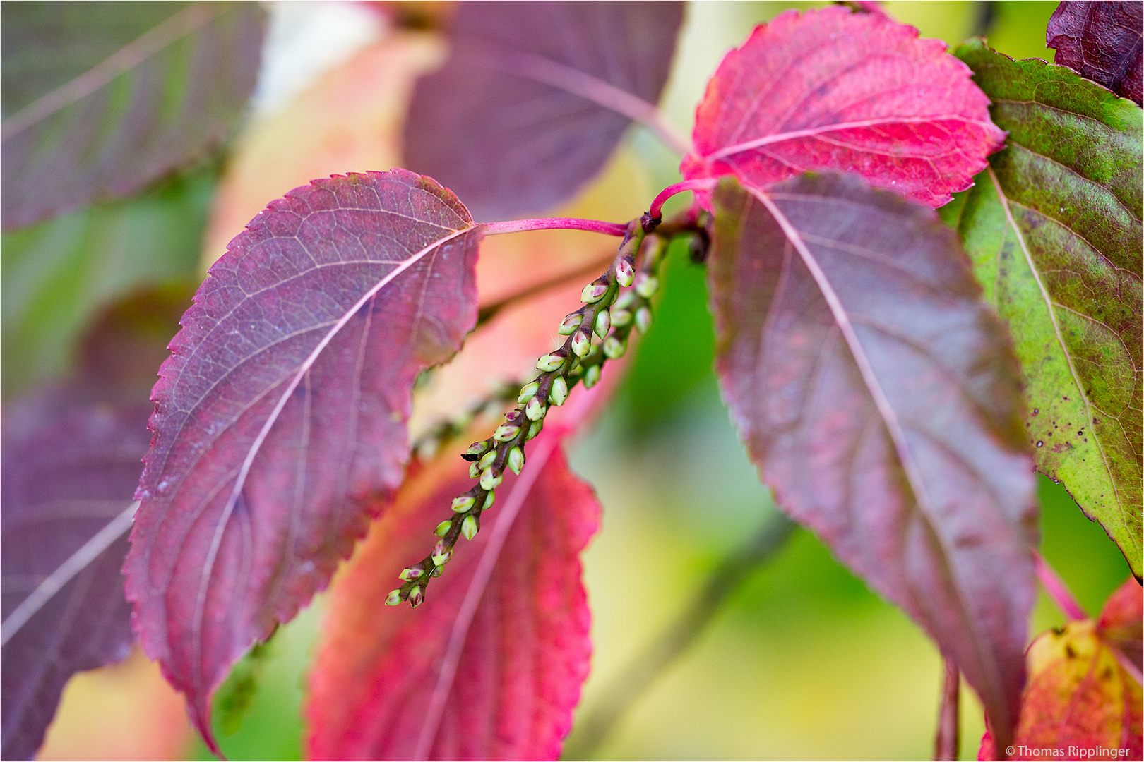 Stachyurus praecox