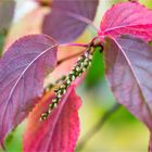 Stachyurus praecox