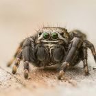 Stack einer Schwarzen Springspinne