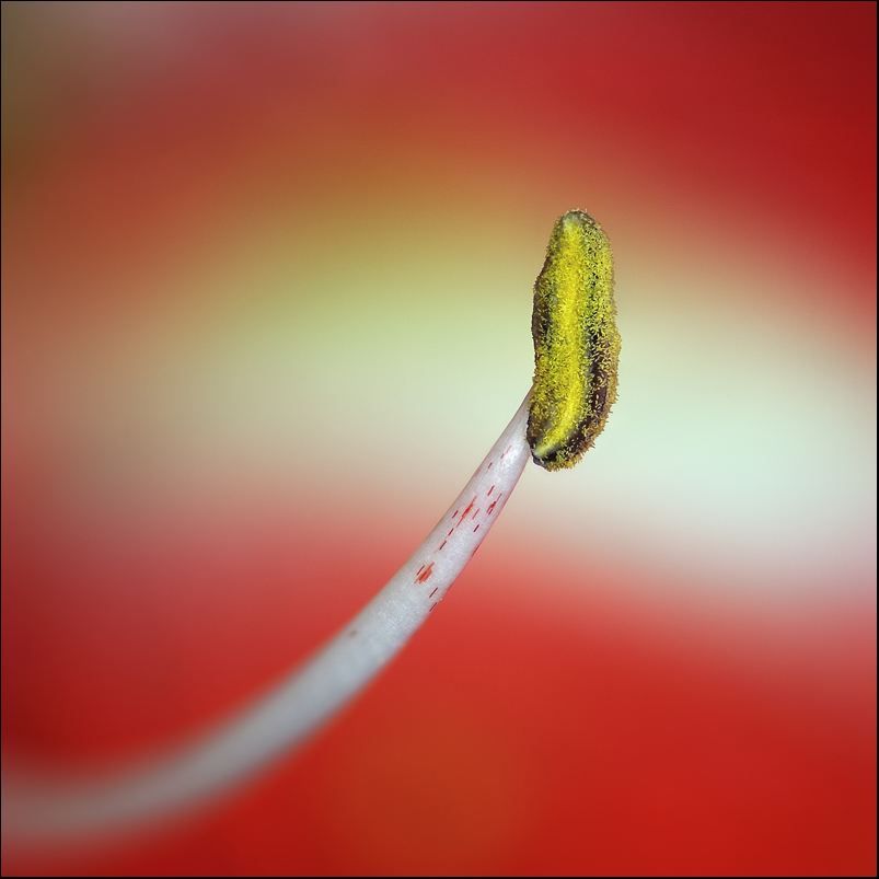 stack focus sur Amaryllis