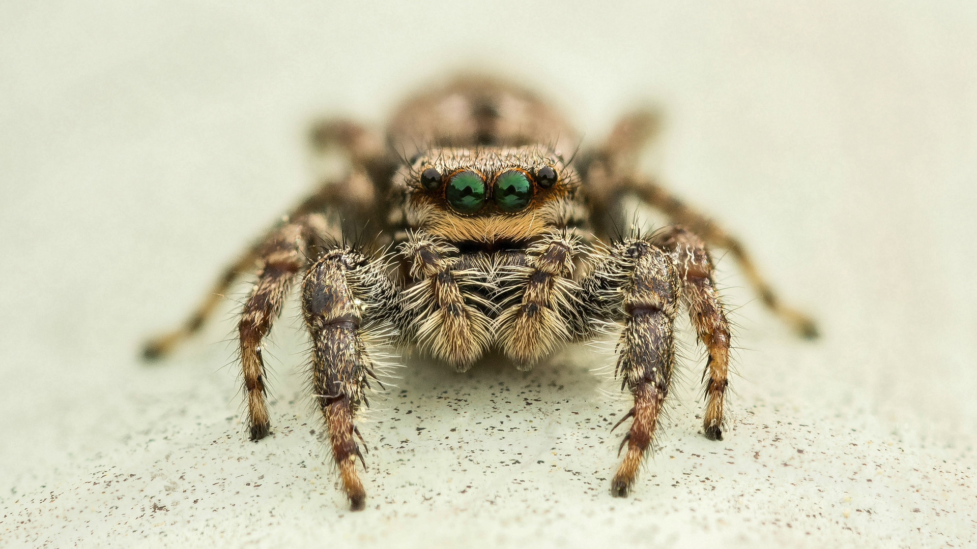 Stack Springspinne aus dem Landschaftspark