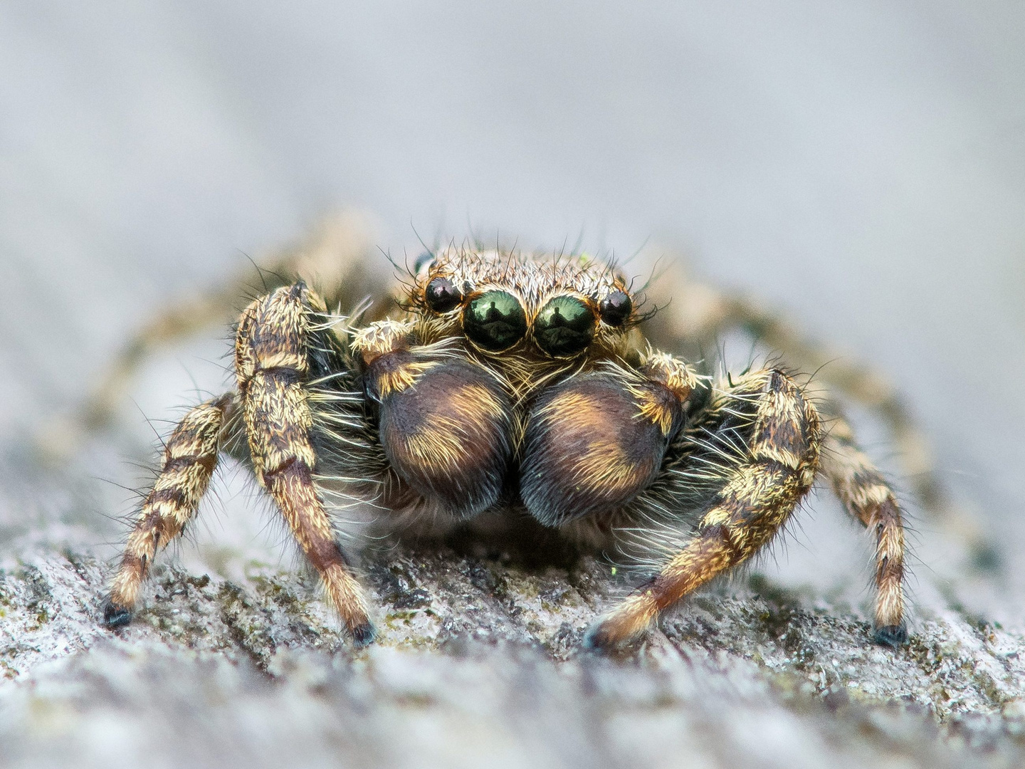 Stack Springspinne 