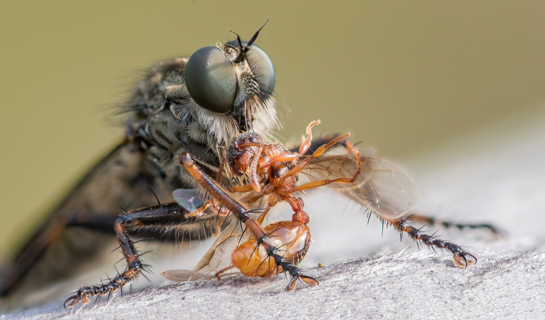 Stackaufnahme einer Raubfliege mit Beute