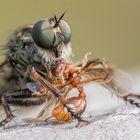 Stackaufnahme einer Raubfliege mit Beute