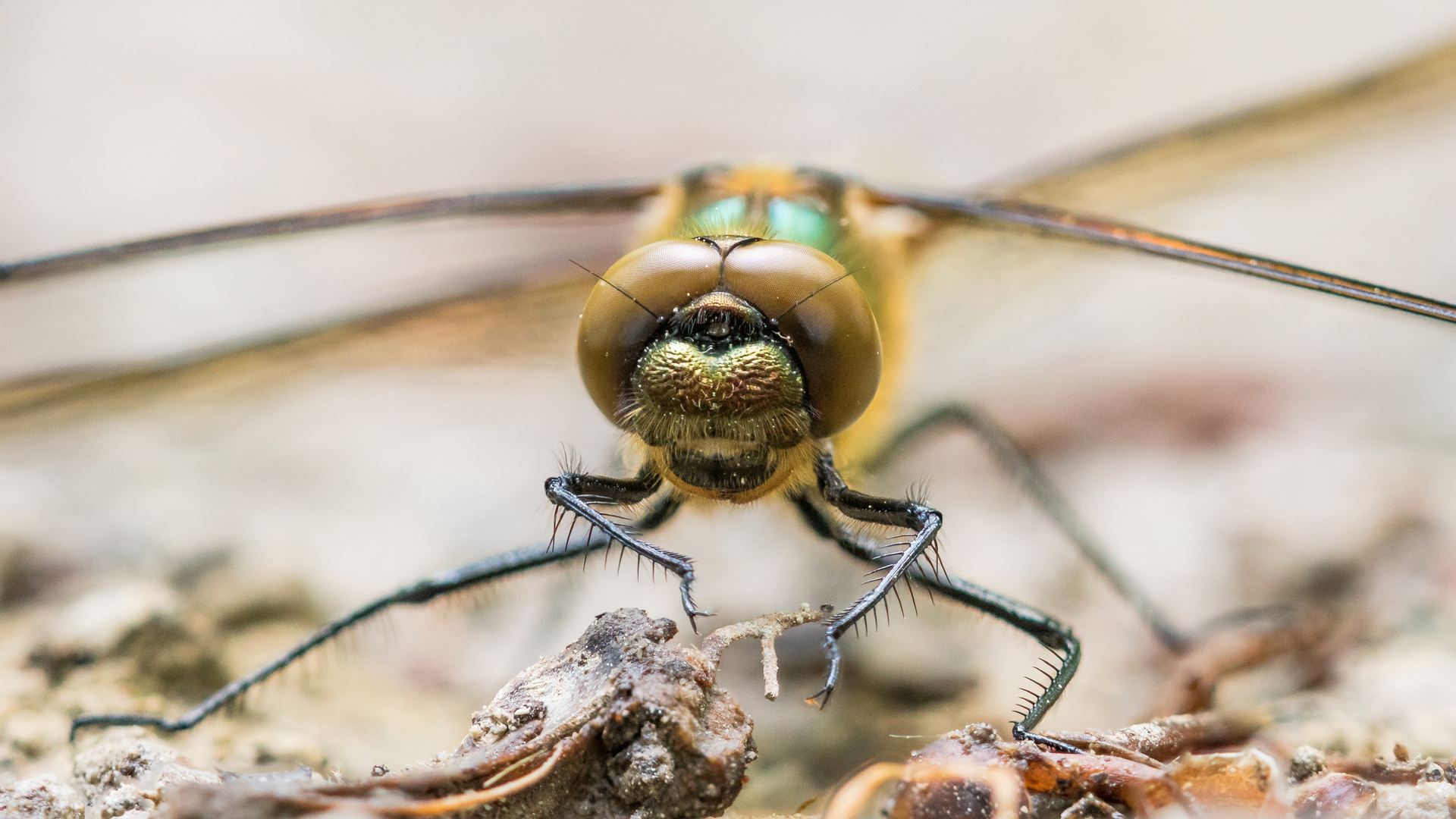 Stackaufnahme einer Smaragdlibelle (Falkenlibelle)