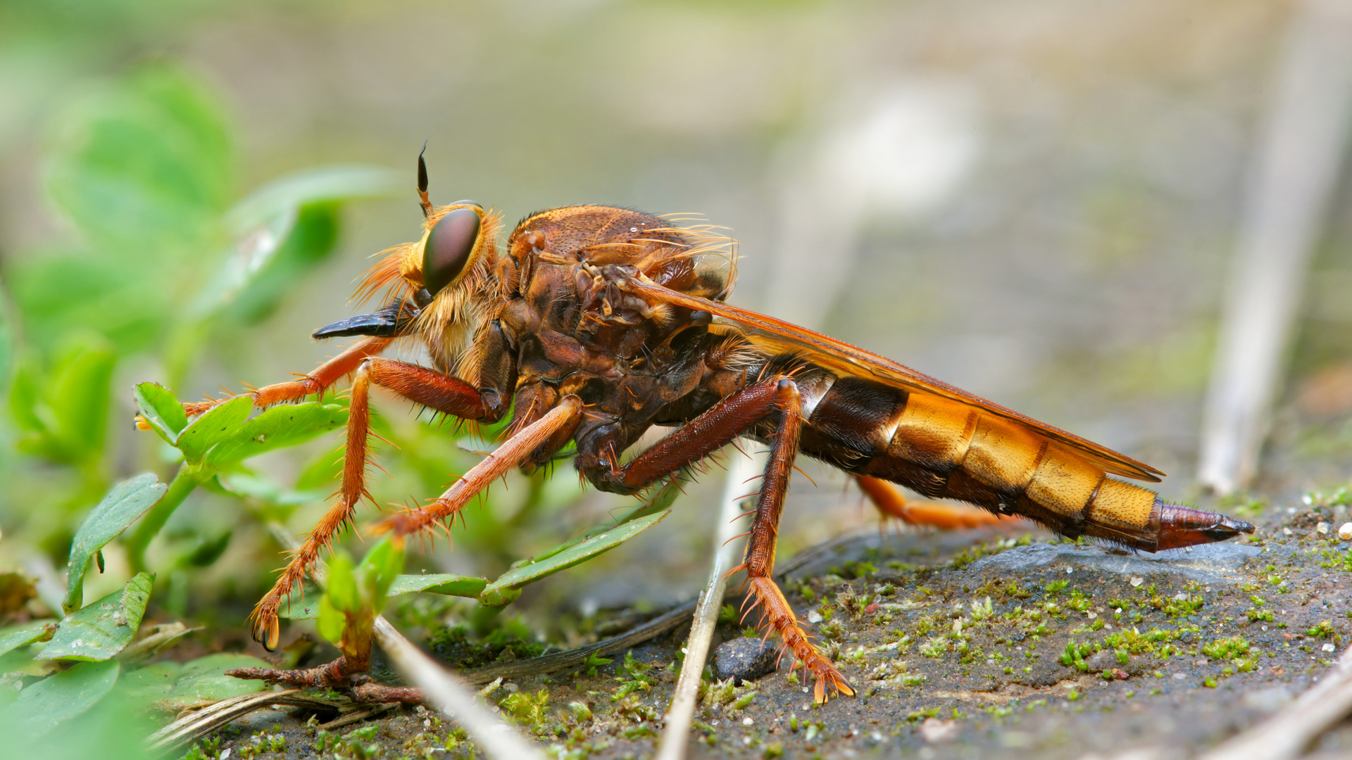 Stackaufnahme Hornissen-Raubfliege Seitenansicht