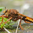 Stackaufnahme Hornissen-Raubfliege Seitenansicht