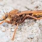 Stackaufnahme Hornissenraubfliege Weibchen