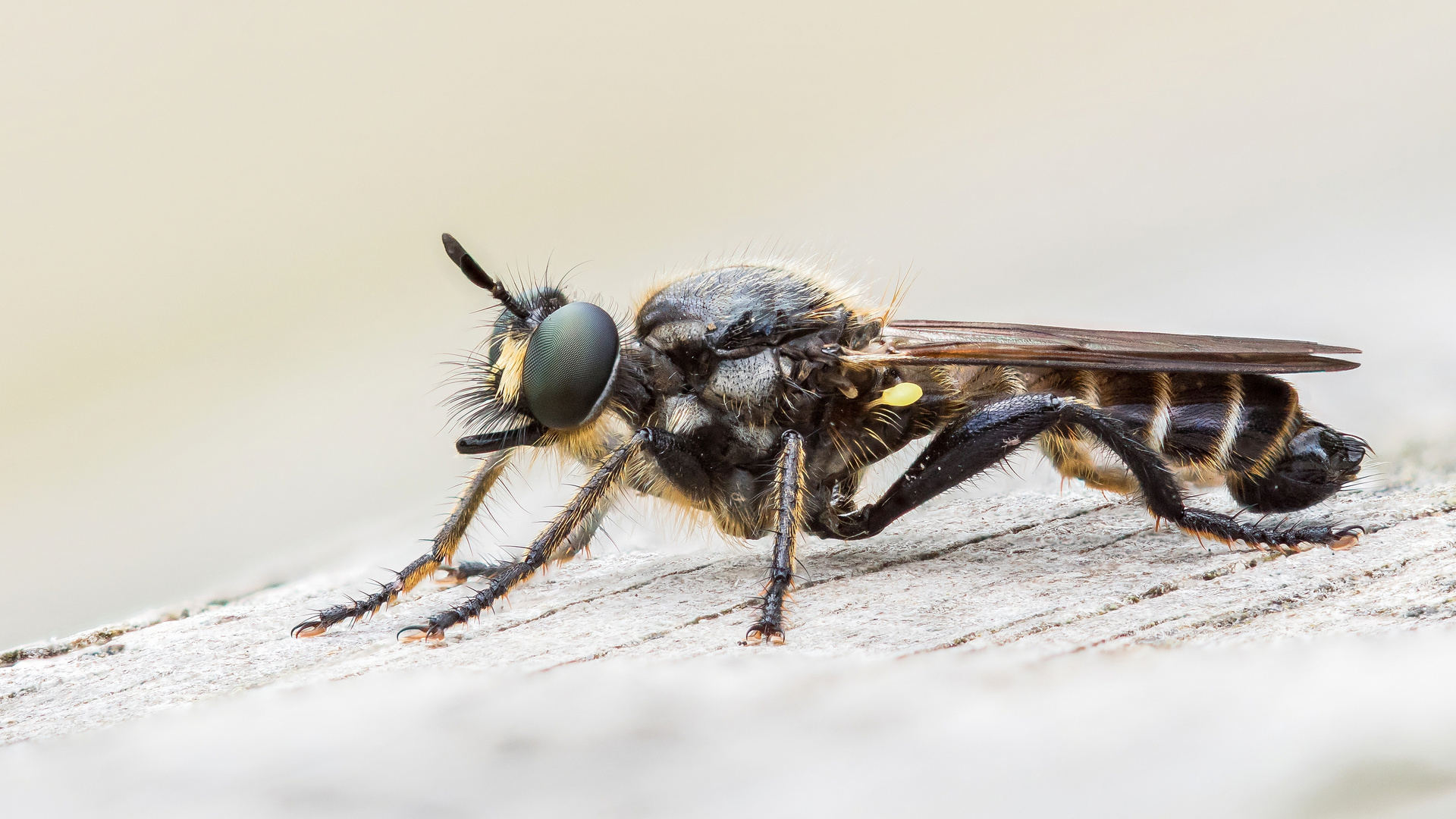 Stackaufnahme männliche Gemeine Mordfliege