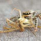 Stackaufnahme Springspinne mit Beute