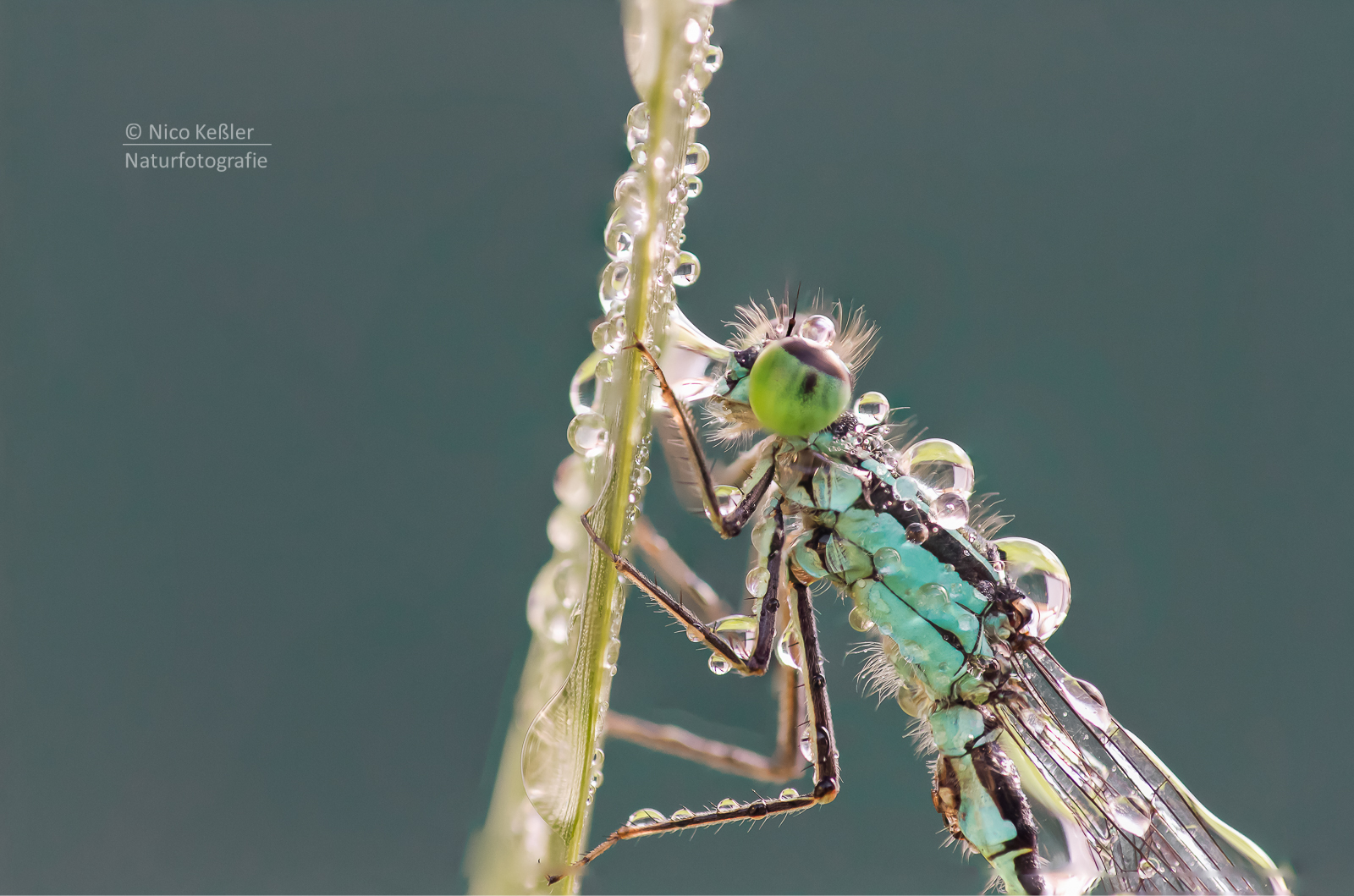 Stacking einer Pechlibelle