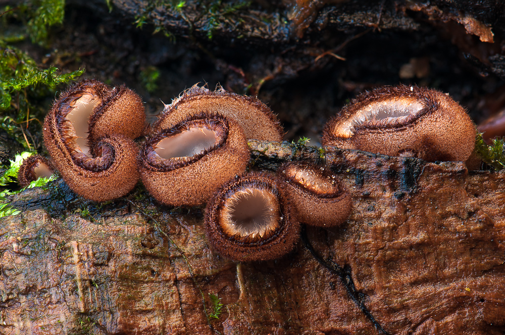 Stackversuch 3 im dunklen Wald während der Abenddämmerung bei Wind …