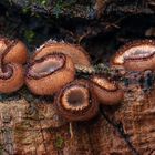 Stackversuch 3 im dunklen Wald während der Abenddämmerung bei Wind …