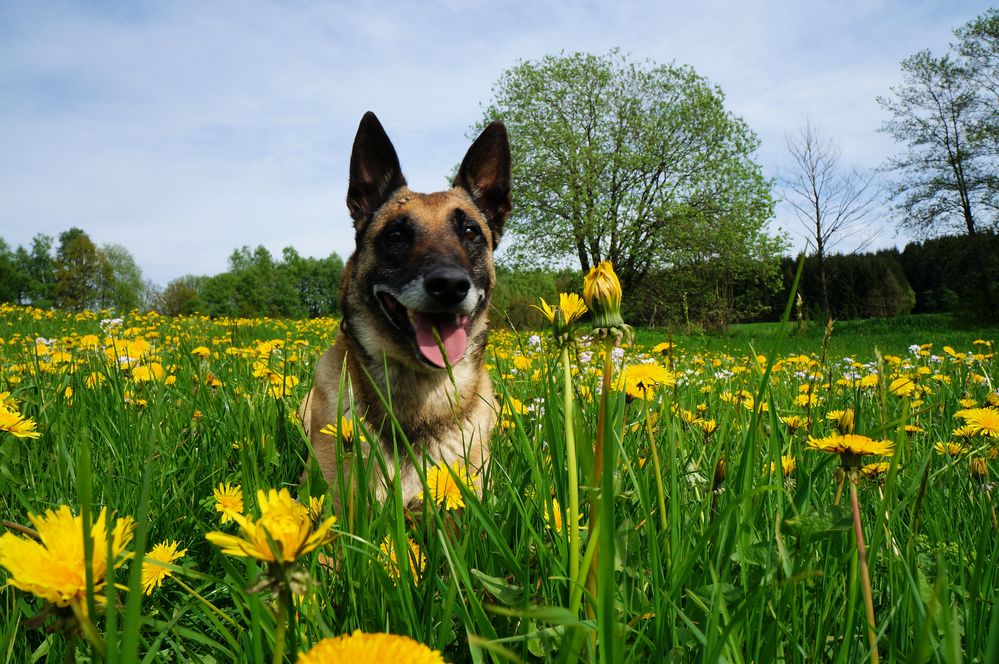 Stacy v. Greifenring auf der Frühlingswiese