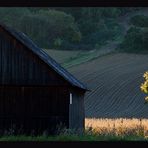 Stadl und Baum ~ Herbstabend