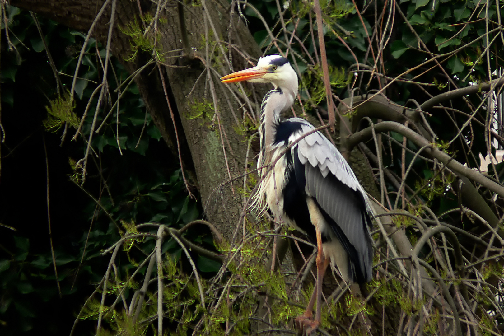 Stadsreiger