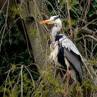 Stadsreiger