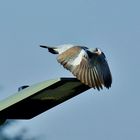 "Stadt Adler"    Die Taube