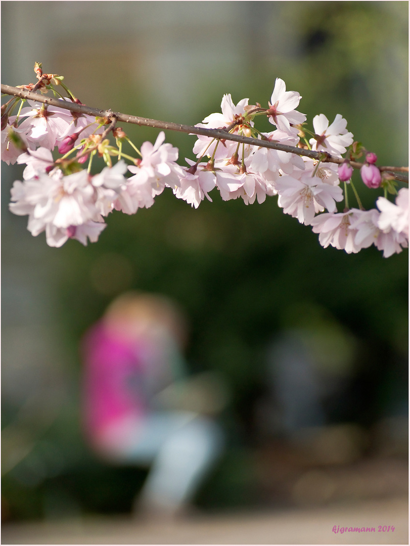 stadt-ansichten: frühling in GL.....