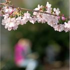 stadt-ansichten: frühling in GL.....