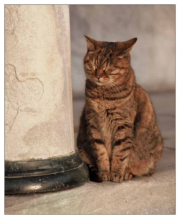 Stadt der Katzen