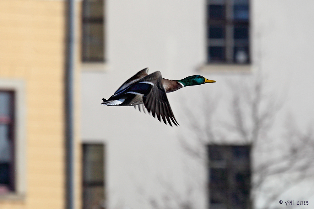 Stadt-Ente ;-)